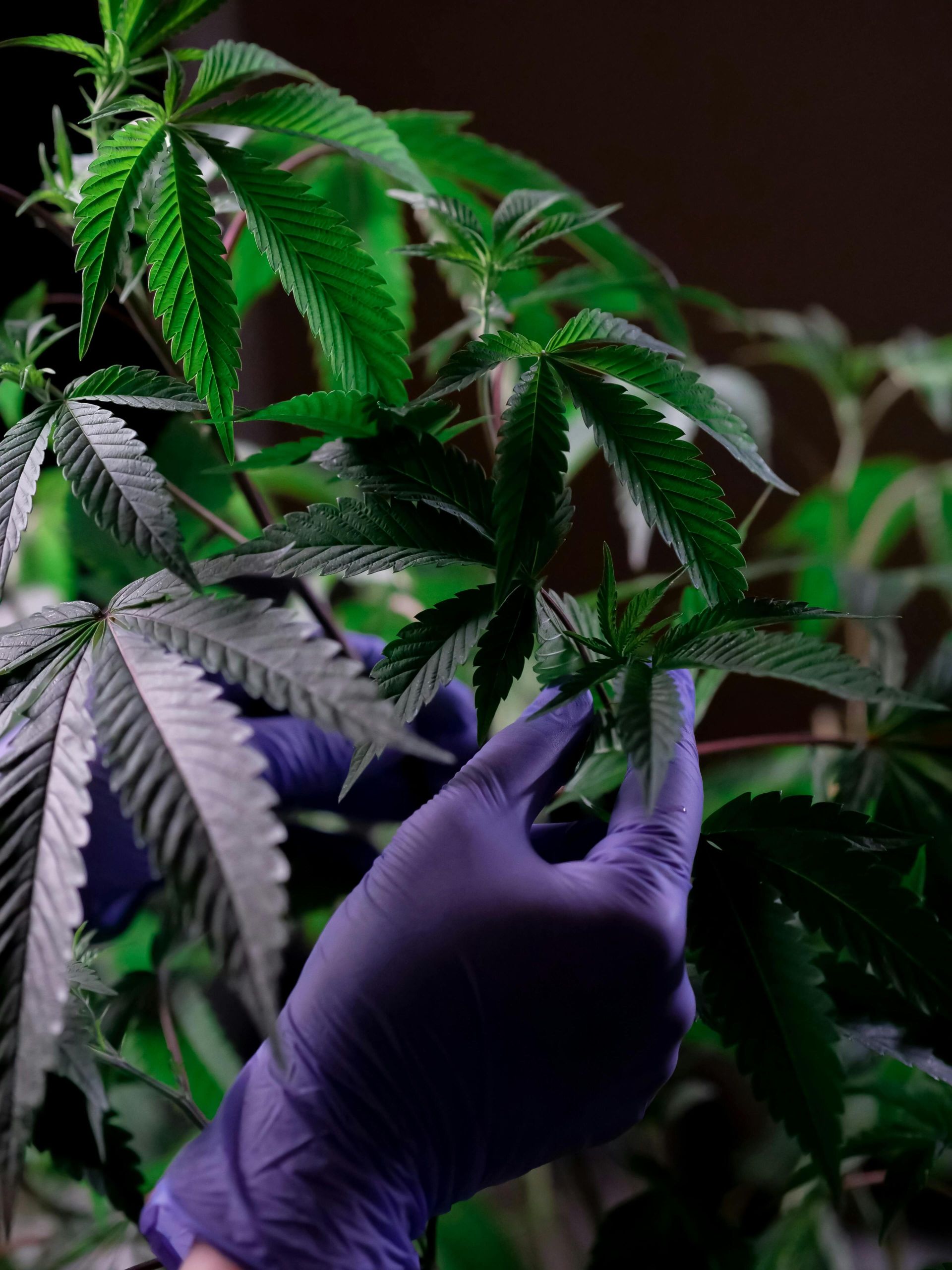 Purple-gloved hands examining vibrant green cannabis leaves in a controlled environment.