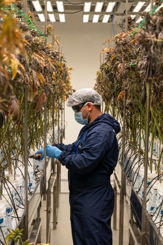 Technician in protective gear checks cannabis plants in an indoor facility.