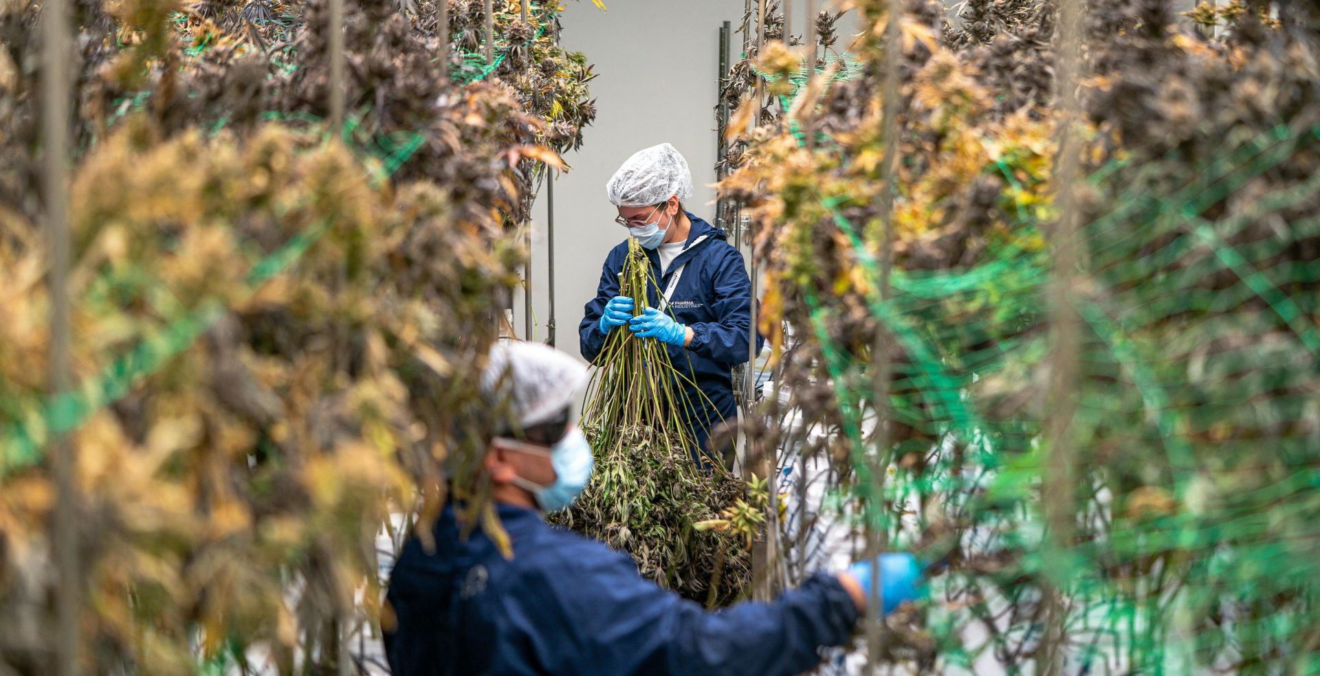 Workers in protective gear handling cannabis plants in an indoor facility.