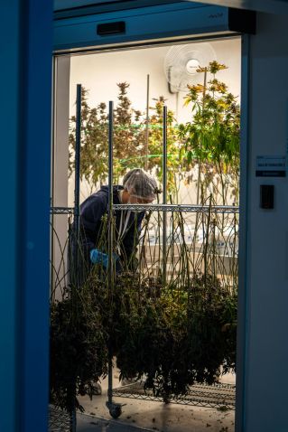 A worker attends to cannabis plants in a modern indoor cultivation facility.
